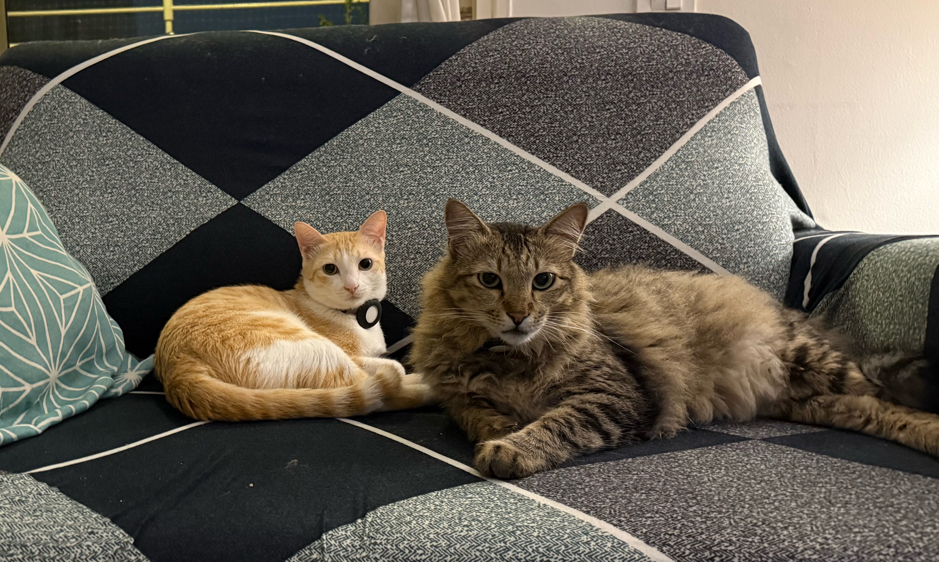 Two cats on a couch